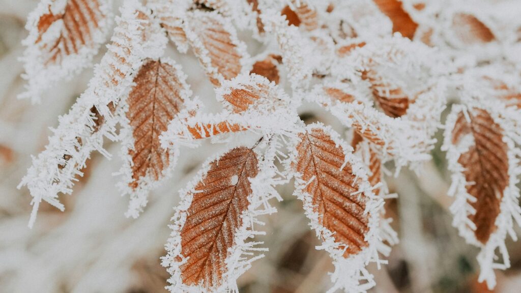 Copper-brown beech leaves edged with delicate white frost crystals