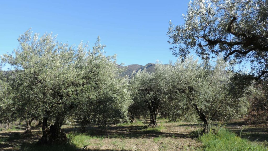 An old olive grove in bright summer sun with soft shade beneath the trees and a hill in the distance