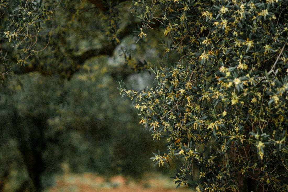 A flowering olive tree arching over a shaded earthen path