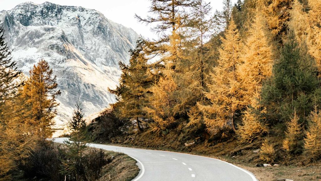 An empty mountain road curving between golden larch trees towards a snow-dusted peak